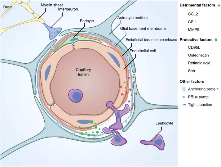 immune cells central nervous