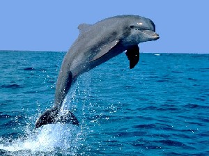 dolphin