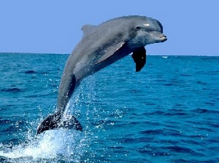 Rate Dolphin