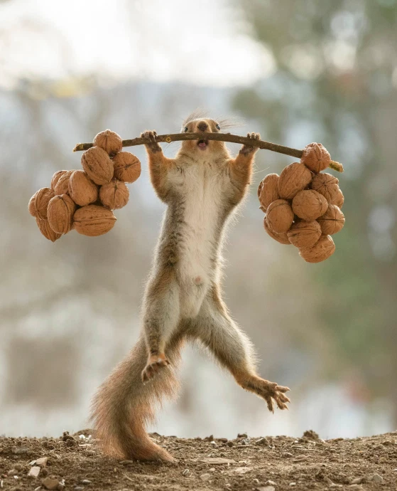 squirrels mid-lift